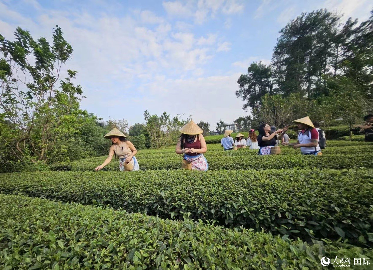 拉美國家媒體團的記者們體驗采茶。人民網(wǎng)記者 王曉霞攝