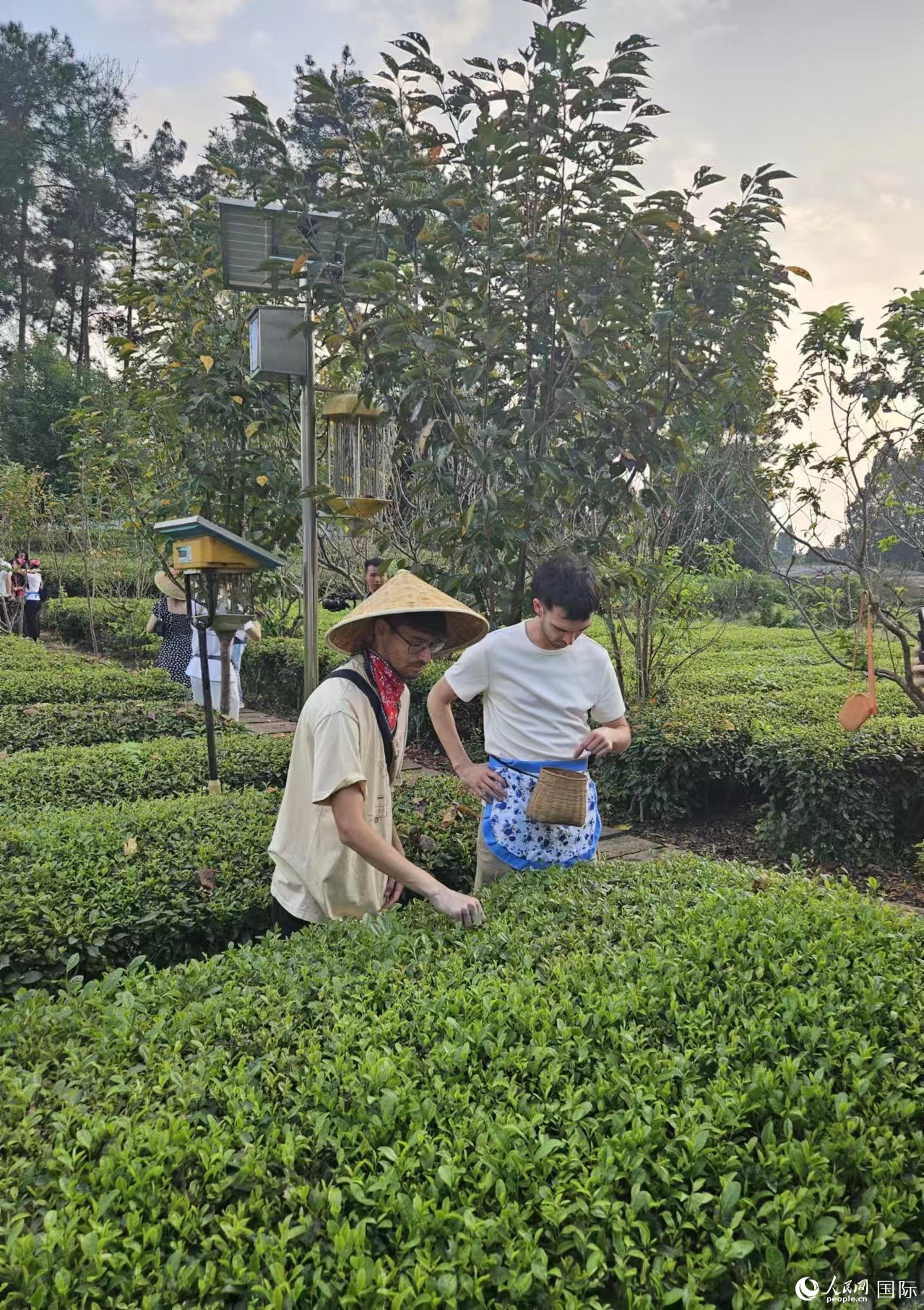 拉美國家媒體團的記者們體驗采茶。人民網(wǎng)記者 王曉霞攝