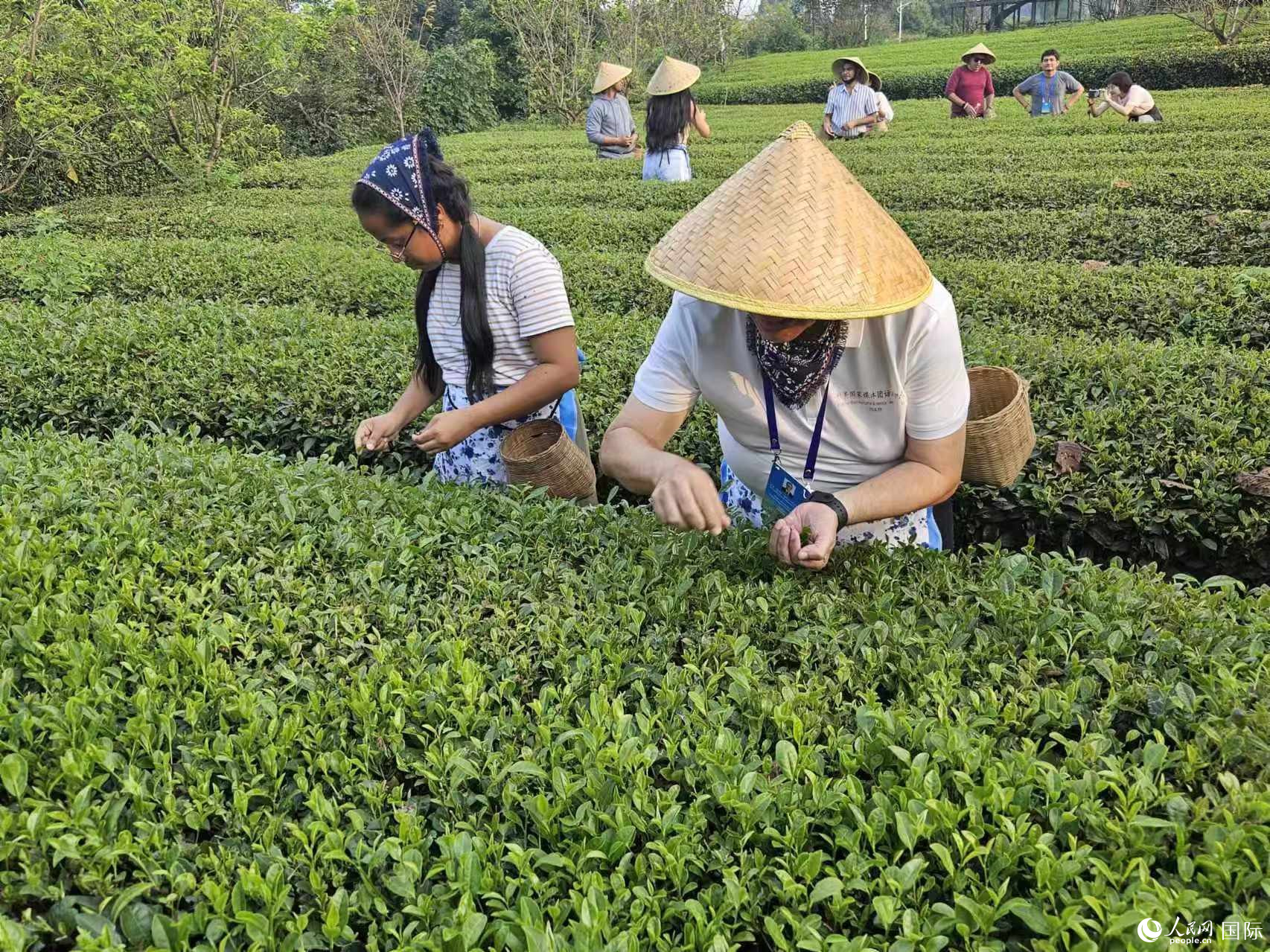 拉美國(guó)家媒體團(tuán)的記者們體驗(yàn)采茶。人民網(wǎng)記者 王曉霞攝